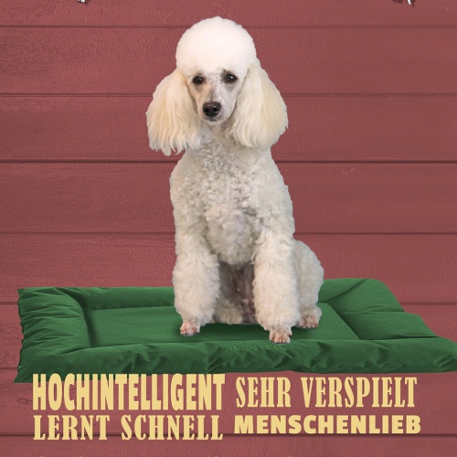 Schild Spruch Pudel Steckbrief Hochintelligent sehr verspielt Hund JW