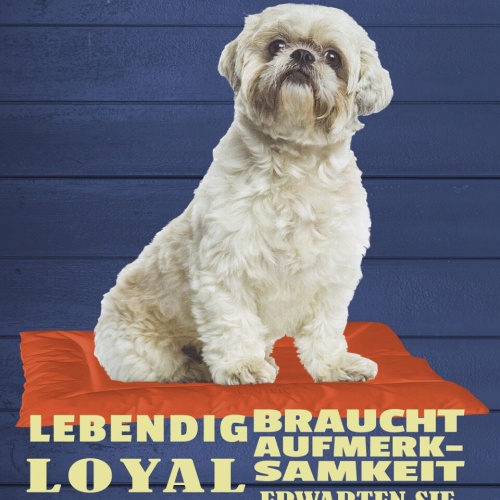 Schild Spruch Shih Tzu Steckbrief Lebendig Loyal braucht Aufmerksamkeit Hund JW