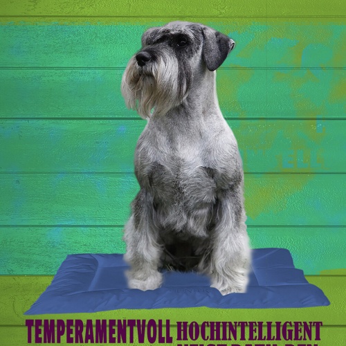 Schild Spruch Schnauzer Steckbrief Temperamentvoll Hochintelligent Hund JW