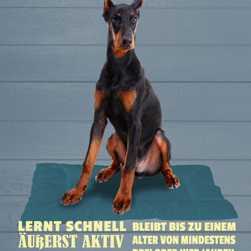 Schild Spruch Dobermann Steckbrief Intelligent Verspielt Energisch Hund JW