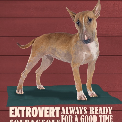 Schild Spruch Bull Terrier Steckbrief Friendly Freundlich Hund JW