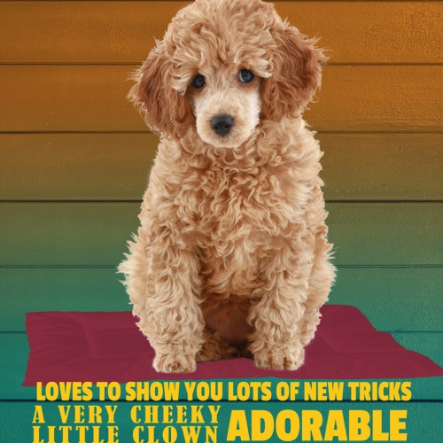 Schild Spruch Cockapoo Steckbrief Loving Liebevoll Hund JW