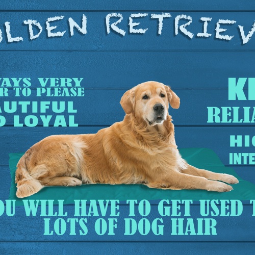 Schild Spruch Golden Retriever Steckbrief Beautiful Hübsch Hund JW