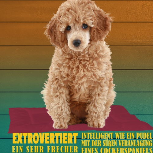 Schild Spruch Cockapoo Steckbrief Extrovertiert Liebevoll Hund JW