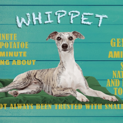 Schild Spruch Whippet Steckbrief Gentle Amiable Nett Freundlich Hund JW