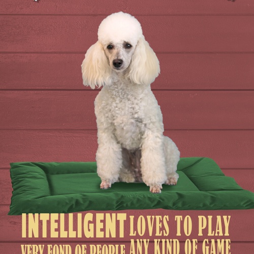 Schild Spruch Poodle Pudel Steckbrief Intelligent Loves to Play Hund JW