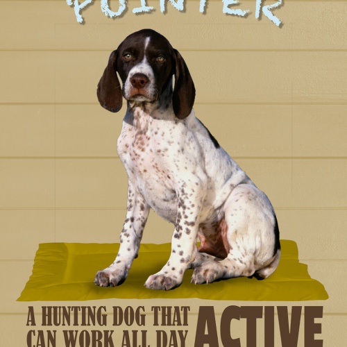 Schild Spruch English Pointer Steckbrief Active Aktiv Hund JW