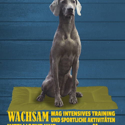 Schild Spruch Weimaraner Steckbrief Wachsam Zuverlässig Hund JW