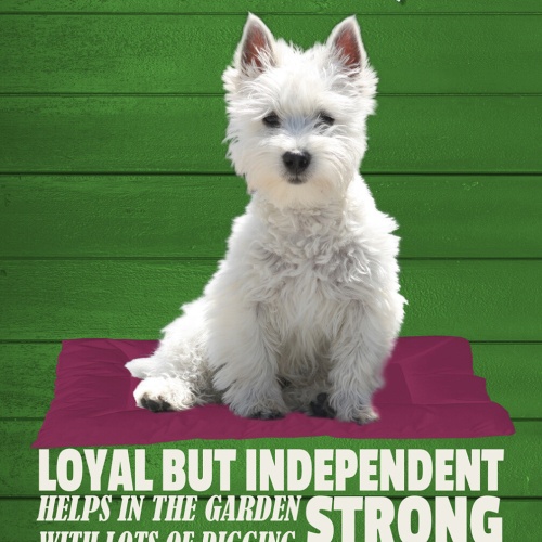 Schild Spruch West Highland Terrier Steckbrief Loves to play Verspielt Hund JW