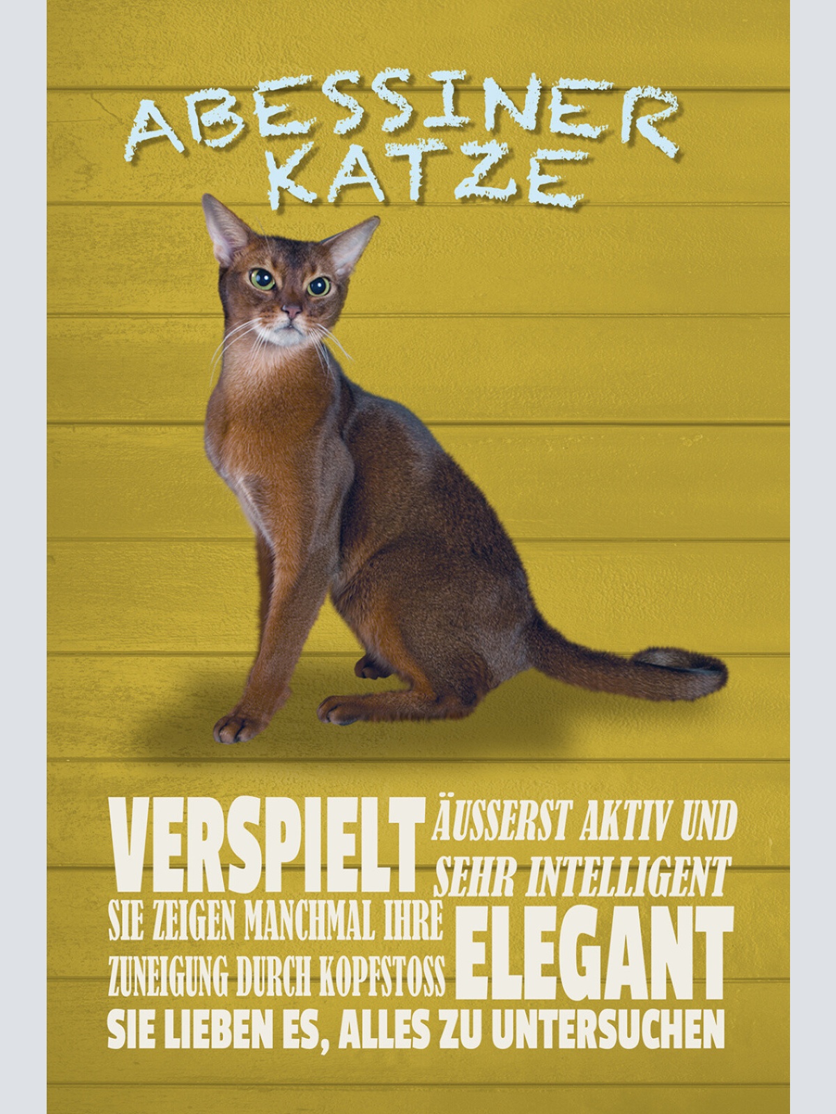 Schild Spruch Abessiner Katze Steckbrief Verspiel Elegant Katze JW