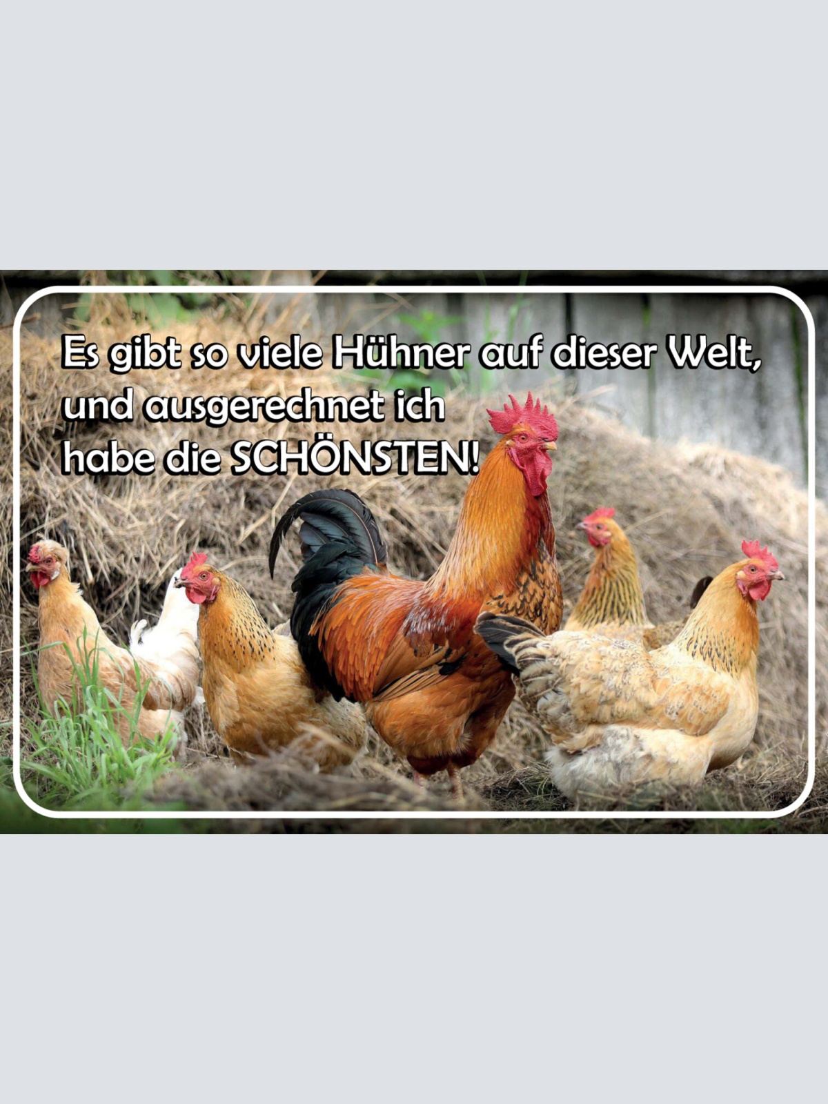 Schild Spruch Gibt so viele Hühner auf der Welt ausgerechnit ich schönsten JW