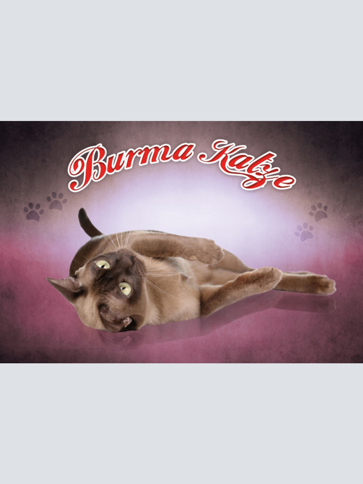 Schild Spruch Burma Katze JW