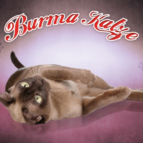 Schild Spruch Burma Katze JW