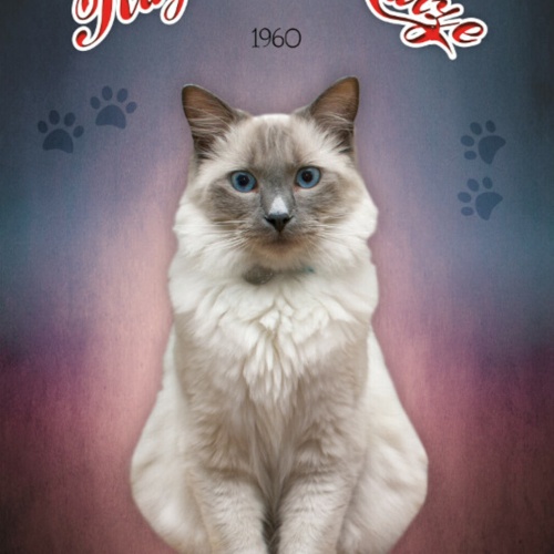 Schild Spruch Ragdoll Katze 1960 JW