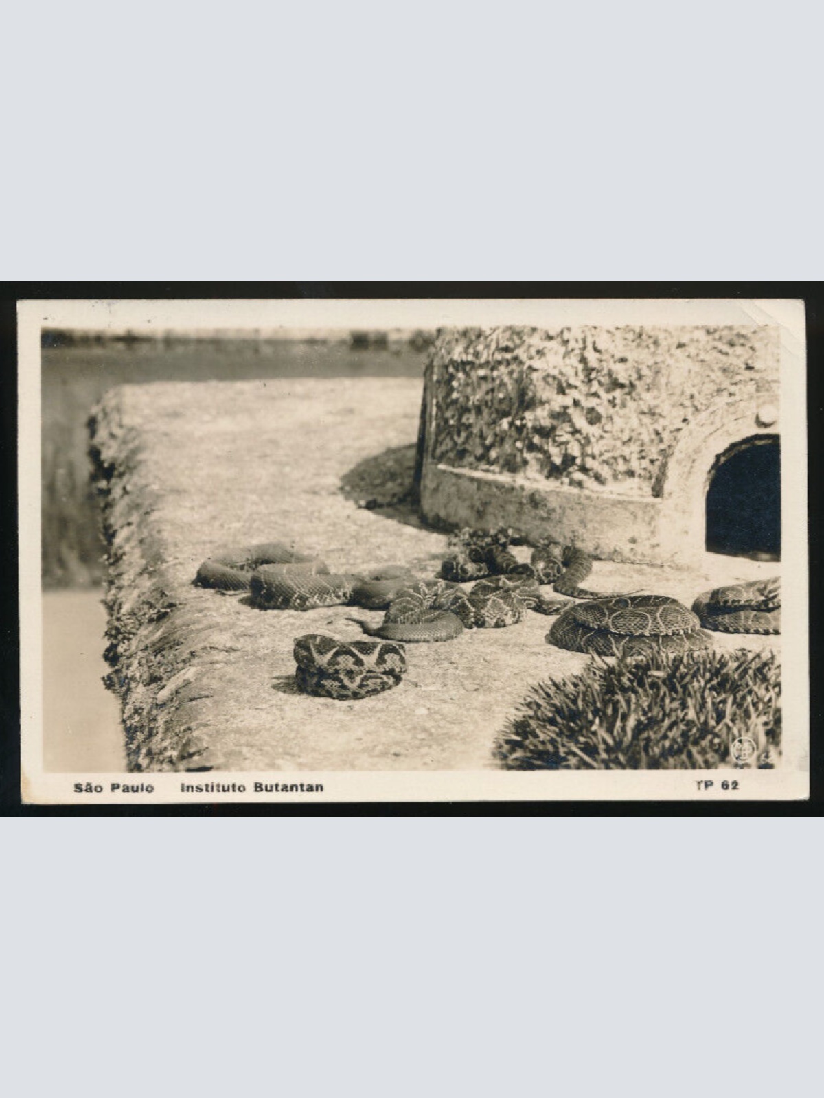 AK aus Sao Paulo Instituto Butantan mit Schlangen Brasilien (699)
