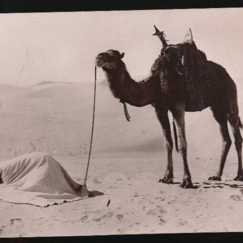 AK Gebet in der Wüste - La Priere au Desert mit Kamel Afrika (687)