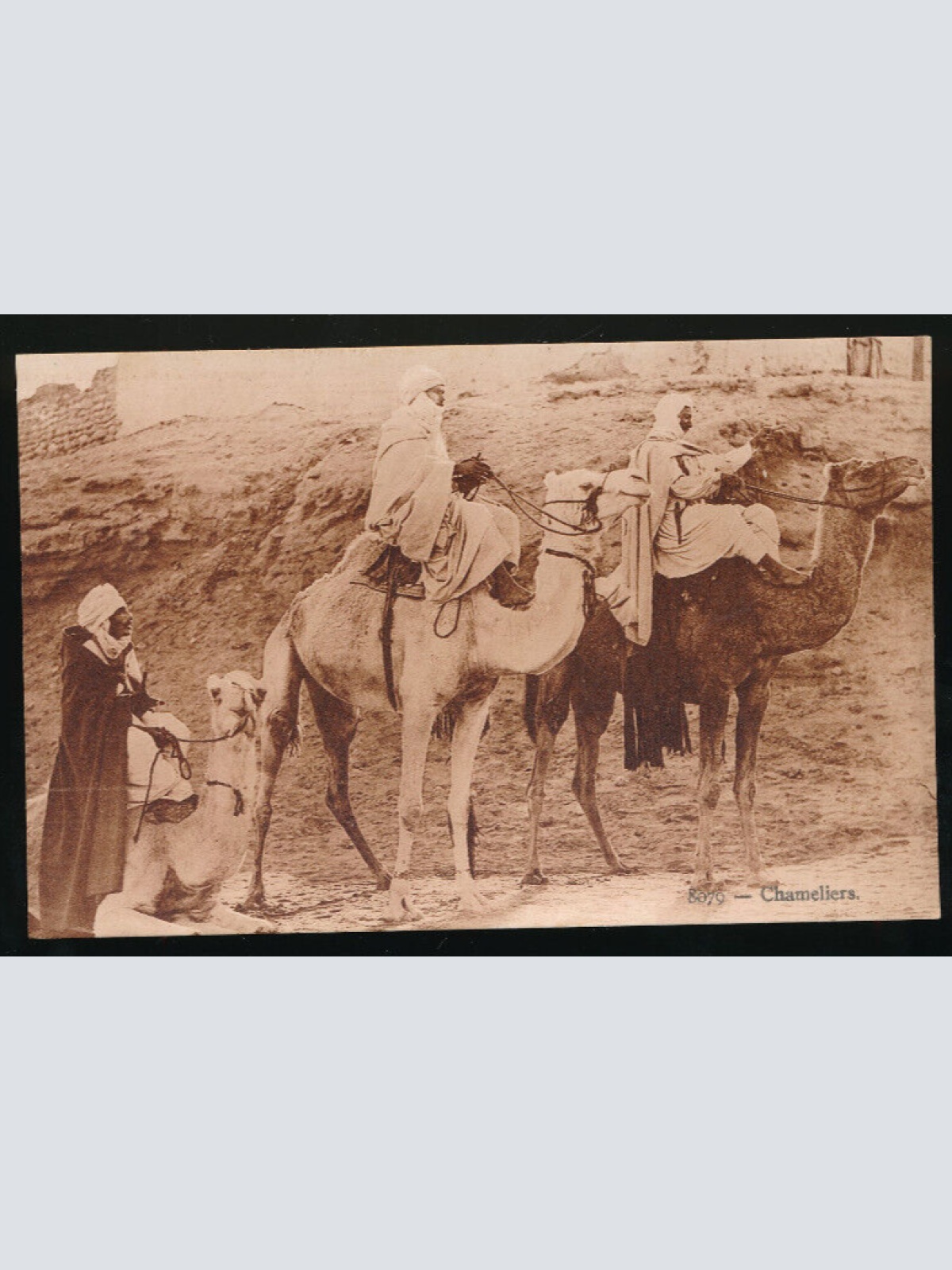 AK von Kameltreiber - Chameliers mit Kamelen Afrika (678)