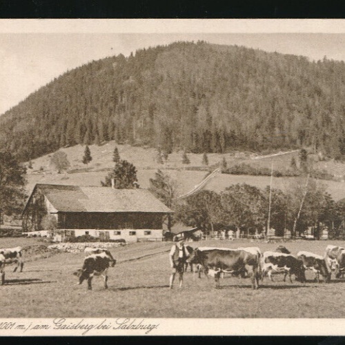 AK Zistelalm Gaisberg bei Salzburg mit Kühen (1377)
