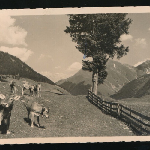 AK aus Berwang in Tirol mit Kühen (1227)
