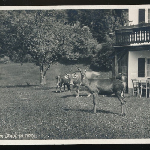 AK vom Gasthof zur Lände mit Reh Tirol (1826)
