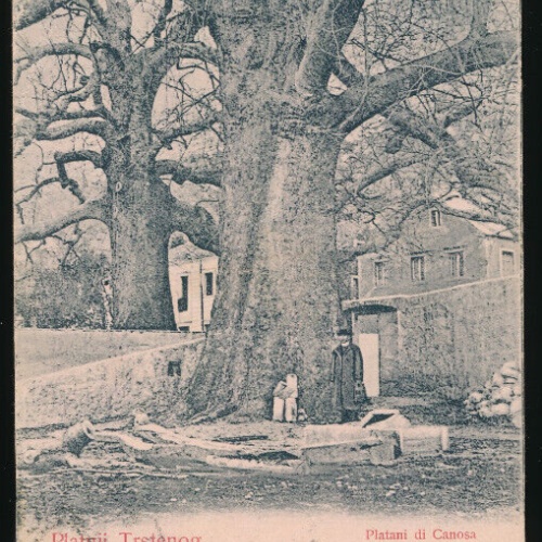 AK aus Platnji Trstenog Kroatien (3241)