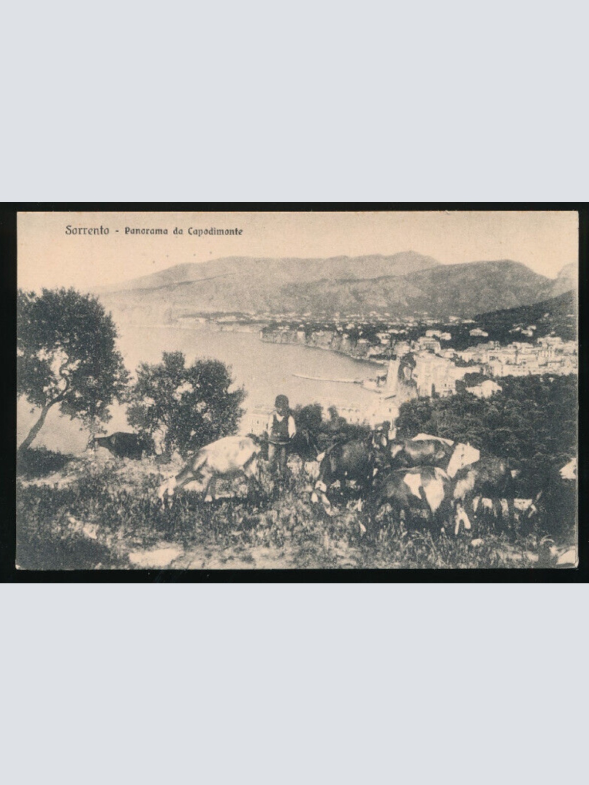 AK aus Sorrento mit Ziegen Italien (3284)