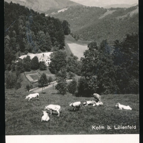 AK aus Kolm bei Lilienfeld mit Rinder Niederösterreich (3593)