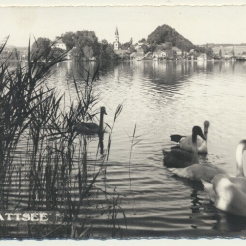 AK aus Mattsee mit Schwäne Salzburg (3734)