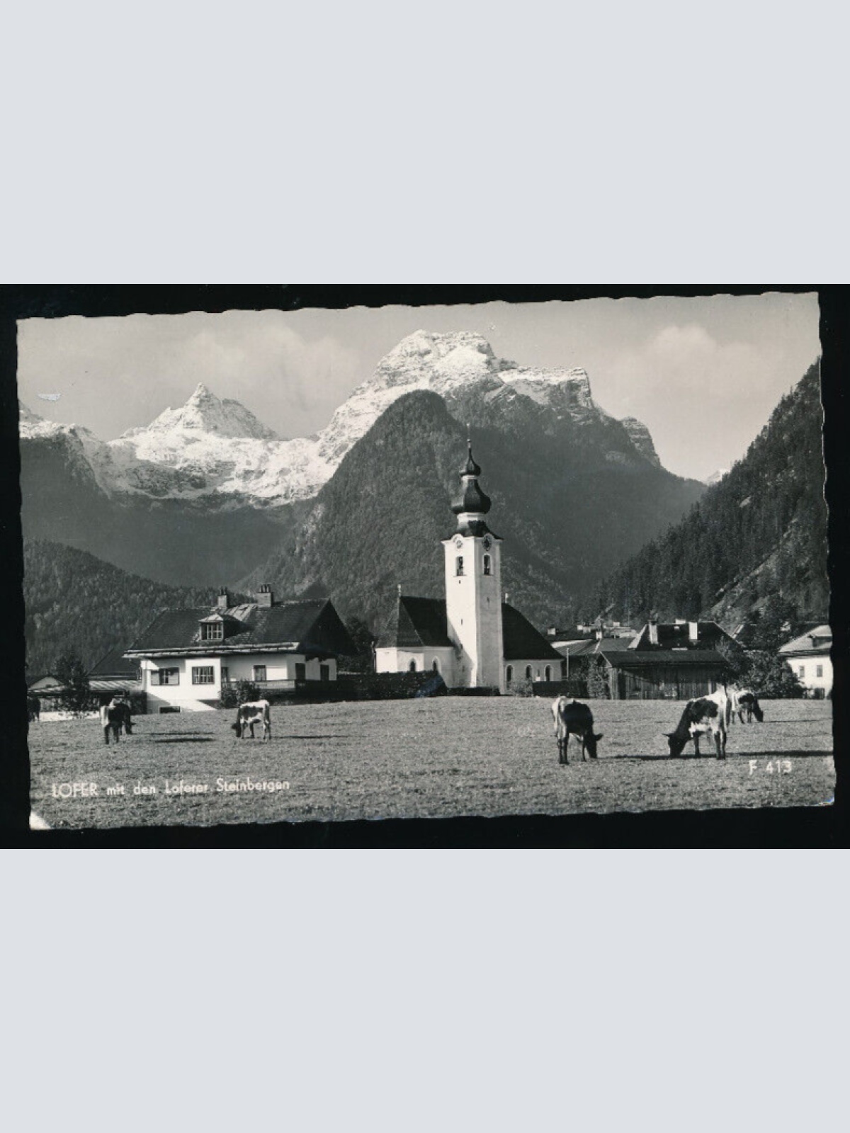 AK aus Lofer mit Kühen - Rinder Salzburg (4481)