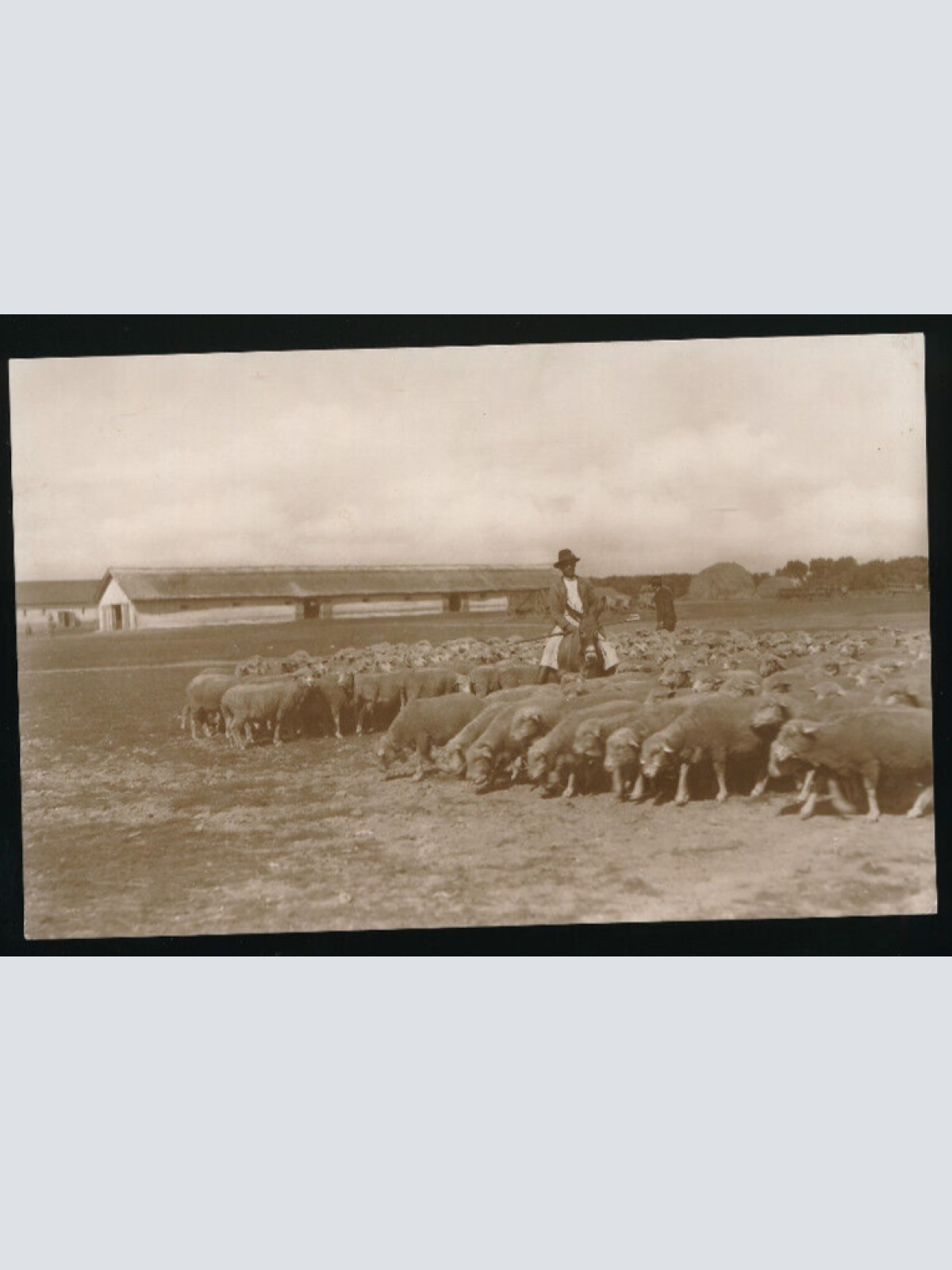 AK , Alföld, von einem Schäfer von der ungarischen Tiefebene  (4244)