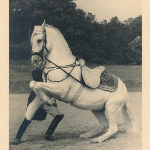 AK, Spanische Hofreitschule, Wien, Levade an der Hand (S644)