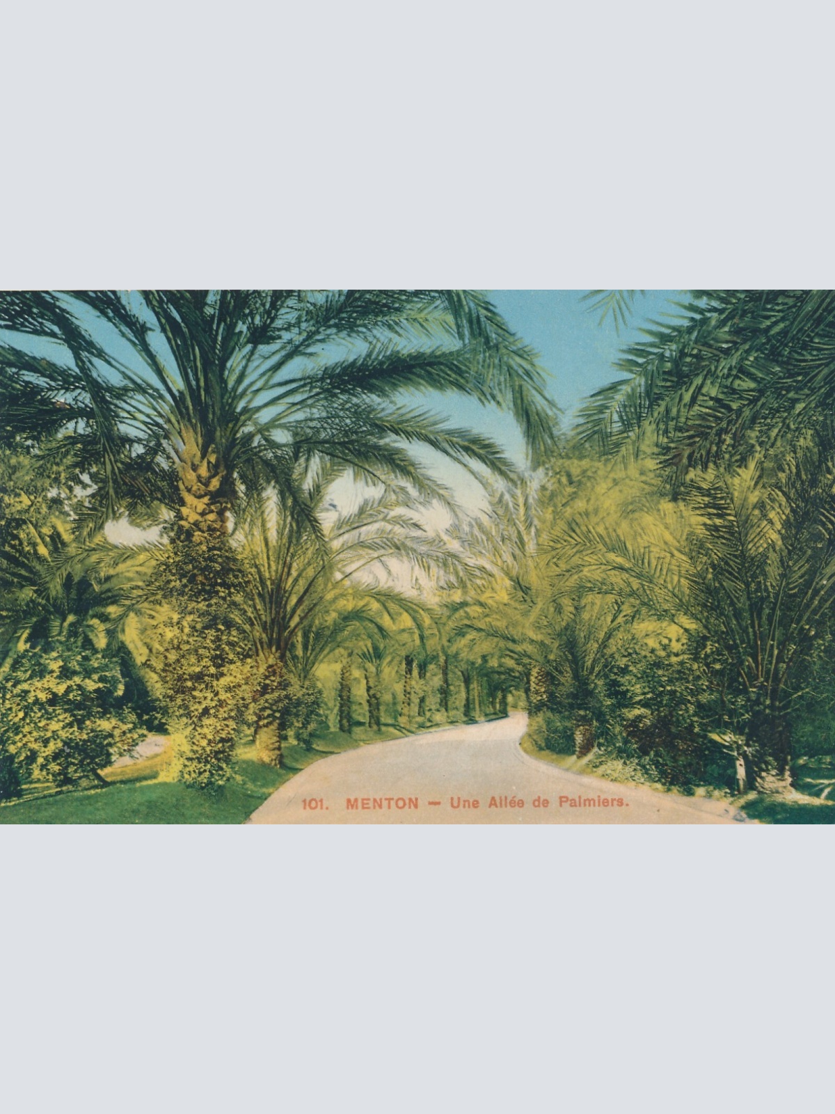 AK, Menton - Une Allee de Palmiers, Frankreich (S761)