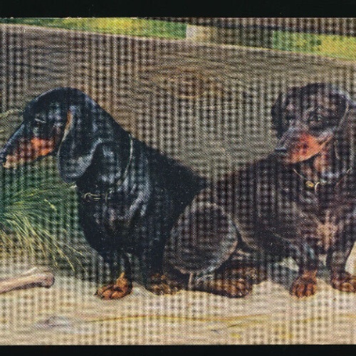 Künstler - Karte von 2 Dackel (5391)