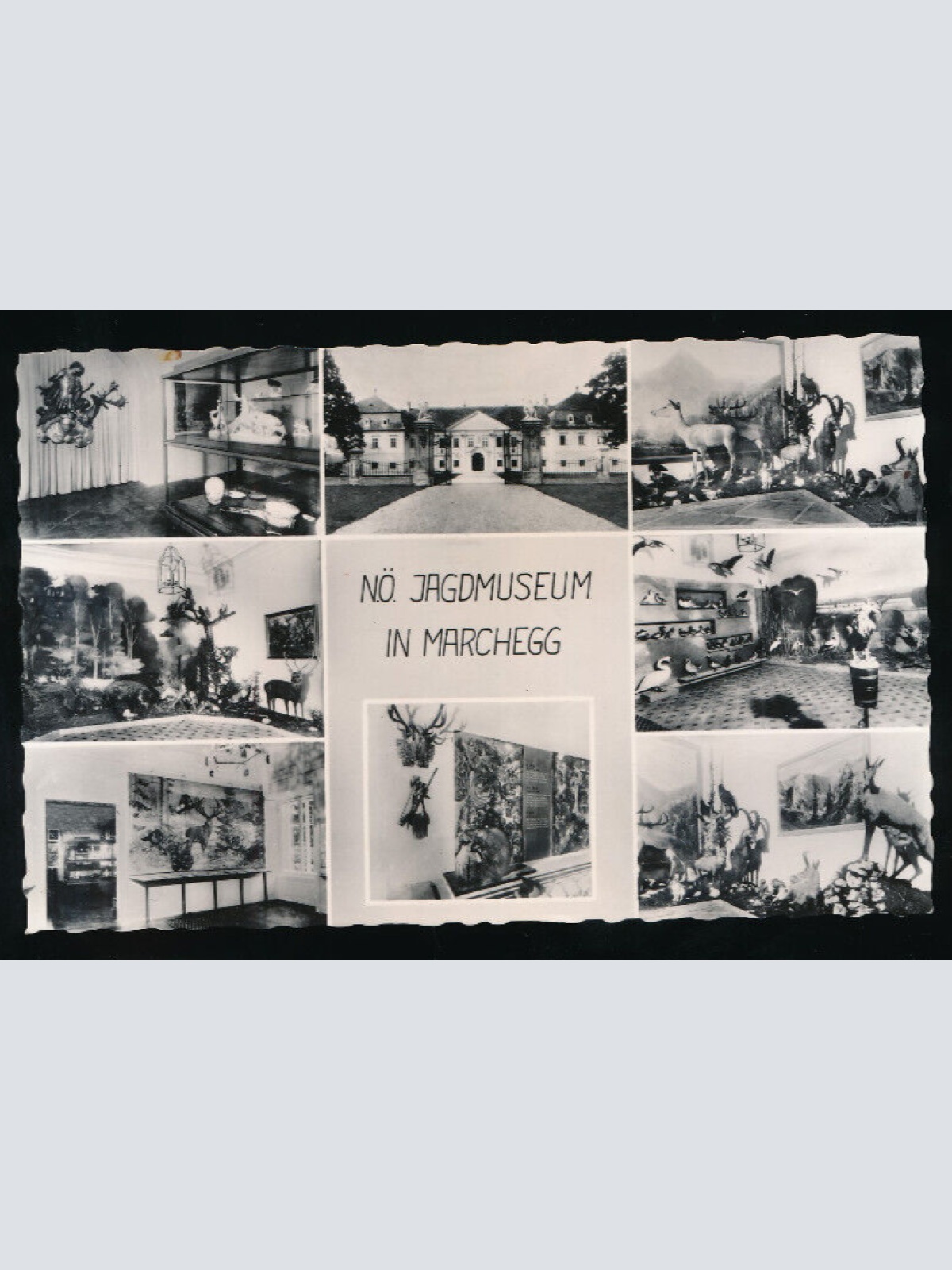 AK aus Marchegg Jagdmuseum Mehrbildkarte Niederösterreich (5680)