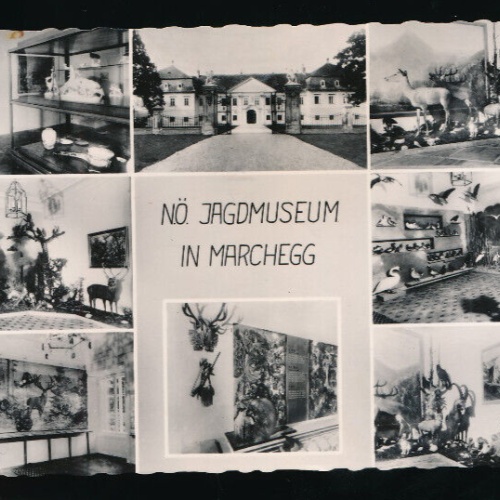 AK aus Marchegg Jagdmuseum Mehrbildkarte Niederösterreich (5680)