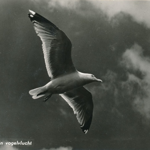 AK, Terschelling, In Vogelvlucht (S1514)