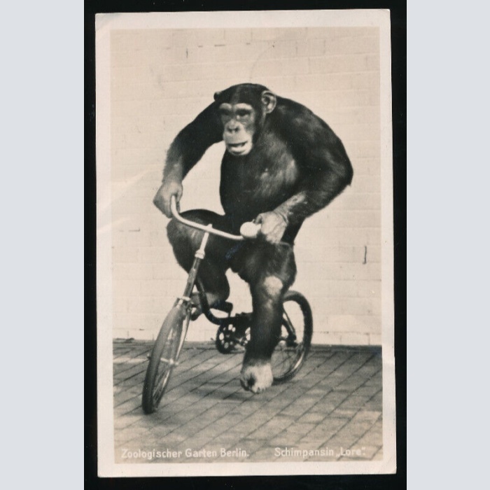 AK aus Berlin Zoologischer Garten mit Affe - Schimpanse auf Fahrad (5872)