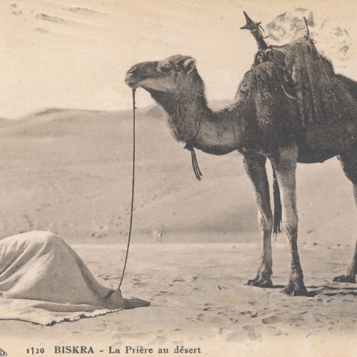 AK aus Algerien Scenes et Types mit Kamel Afrika (7773)