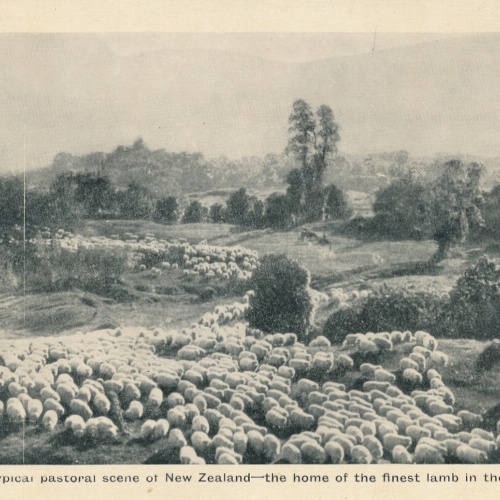 AK aus New Zeeland - Neuseeland mit Schafsherde (6559)