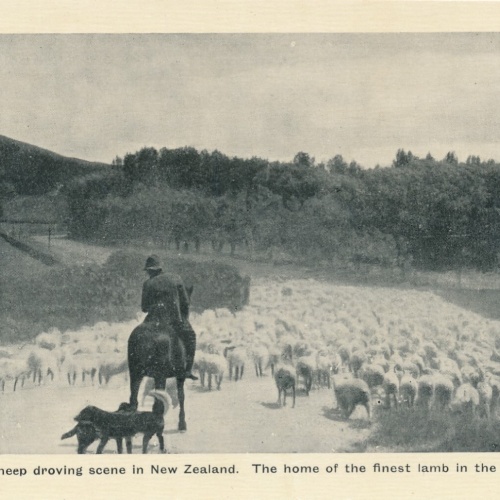 AK aus New Zeeland - Neuseeland mit Schafsherde (6562)