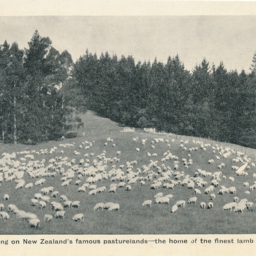 AK aus New Zeeland - Neuseeland mit Schafsherde (6560)