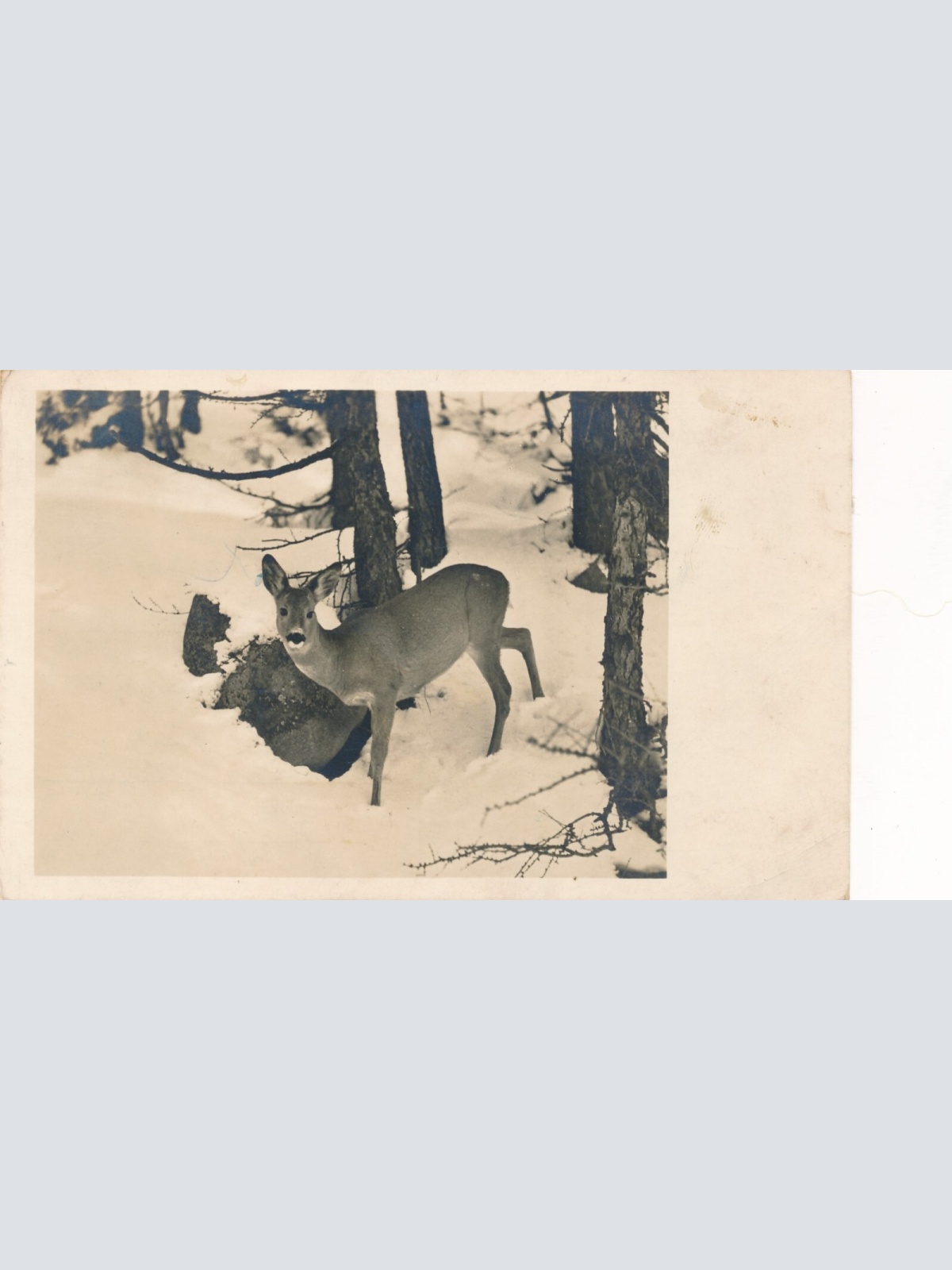 AK Annodazumals von einem Reh im Wald (6637)