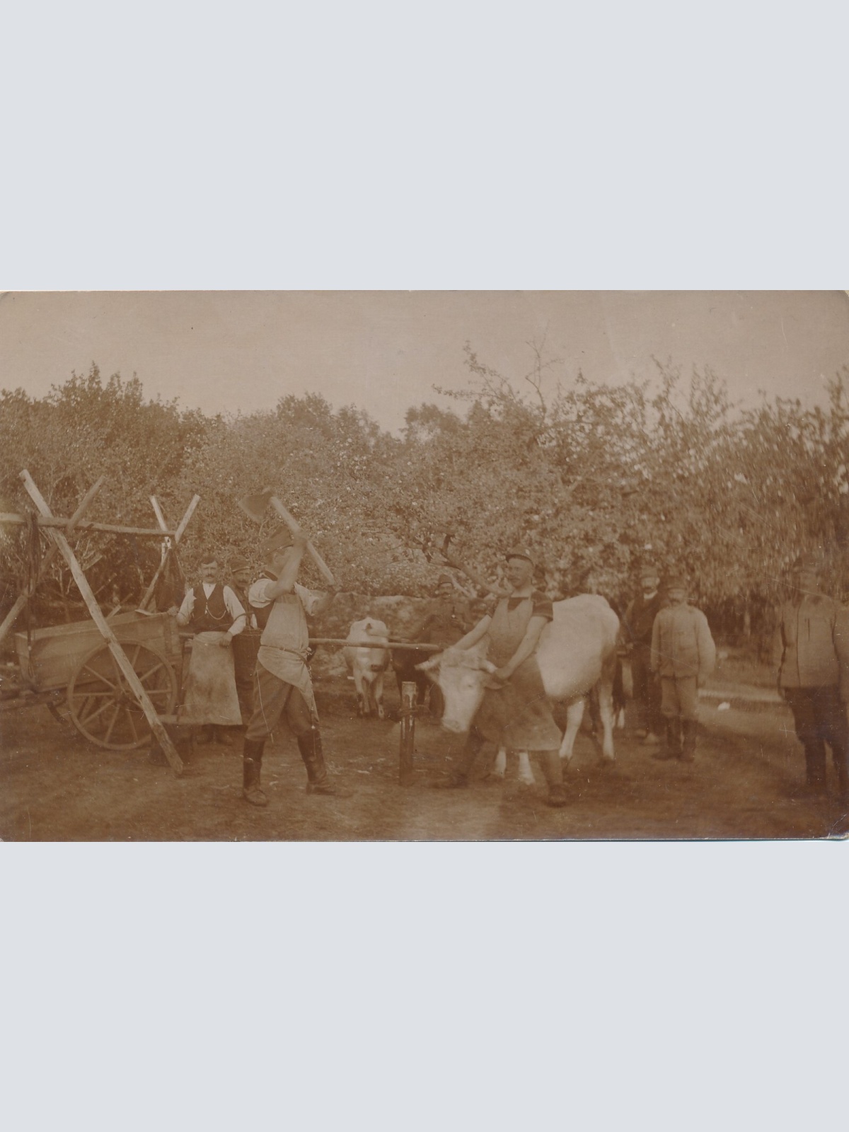 AK Annodazumals Verpflegung Stier Schlachtung (6631)