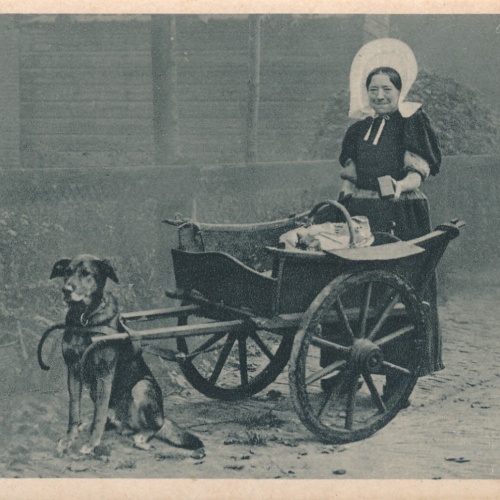 AK aus Huizen mit Hundekarren Niederlande (6566)