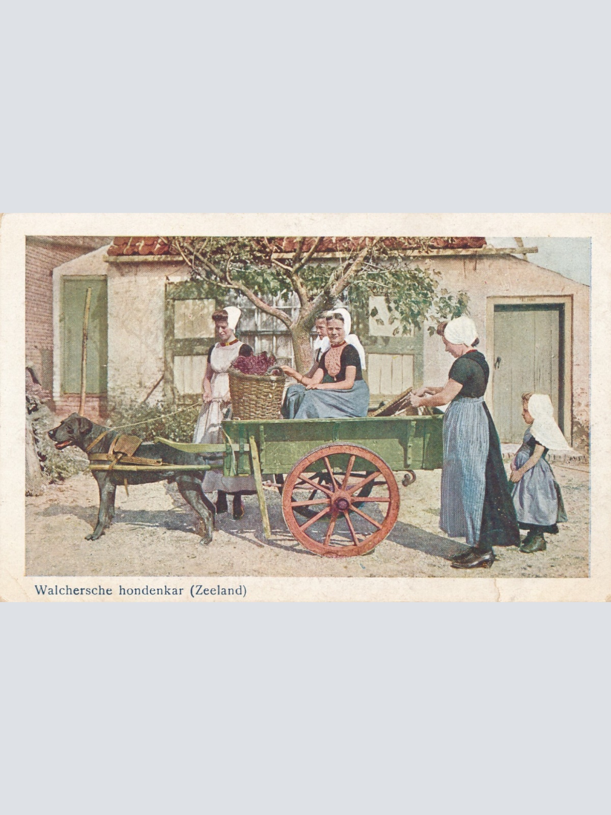 AK aus Zeeland Hundekarren - Hondenkar Niederlande (6569)