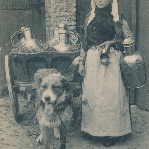 AK aus Laitiere Flamande Hundekarren Belgien (6572)