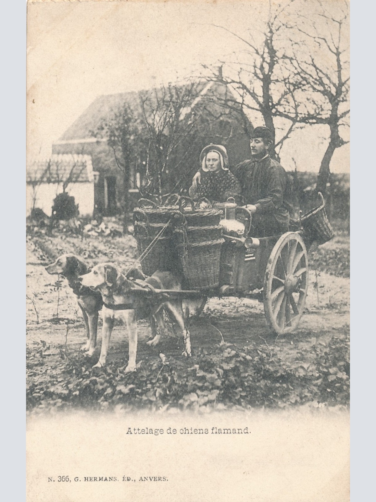 AK aus Attelage de Chiens flamand Hundekarren Belgien (6571)