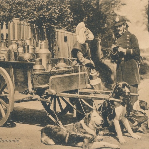 AK Laitiere Flamande mit Hundekarren Belgien (6577)