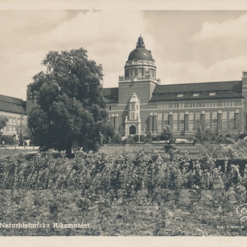 AK aus Stockholm Naturhistoriska Riksmuseet Schweden (7392)