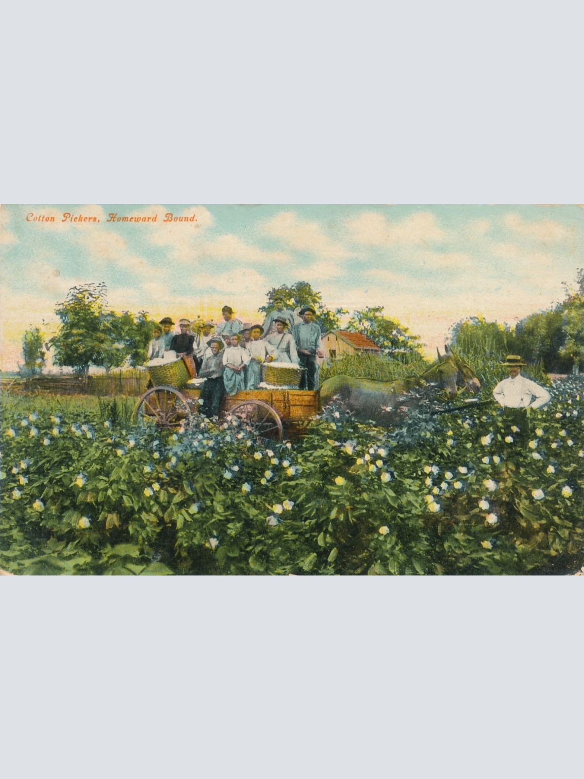 AK von Baumwoll Plfückern Cotton Pickers Homeward Bound Ansichtskarte USA (8136)